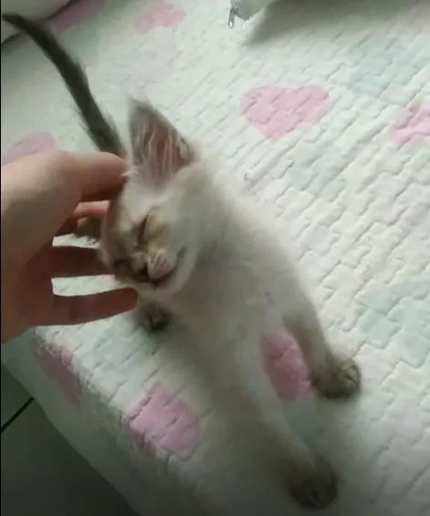 Gato raça SRD-ViraLata idade Abaixo de 2 meses nome Sem nome