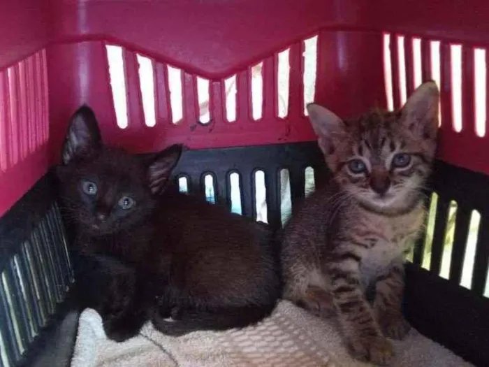 Gato raça SRD-ViraLata idade Abaixo de 2 meses nome Sem nome