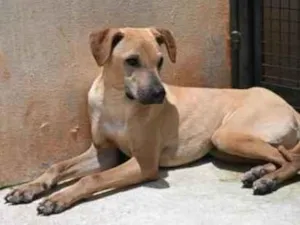 Cachorro raça Vira lata  idade 1 ano nome Alvaro 