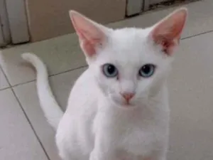 Gato raça Vira lata  idade 7 a 11 meses nome Kauã