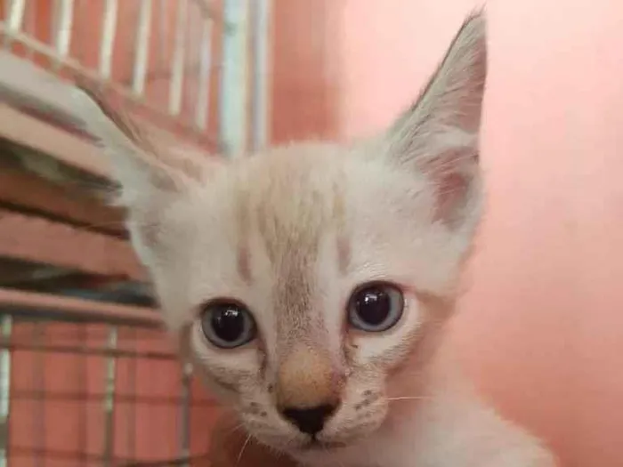 Gato raça SRD-ViraLata idade Abaixo de 2 meses nome Flor e Juli