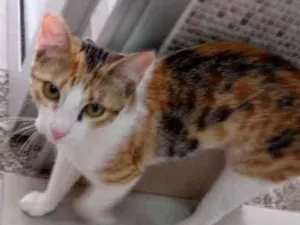 Gato raça Vira lata  idade 7 a 11 meses nome Juju