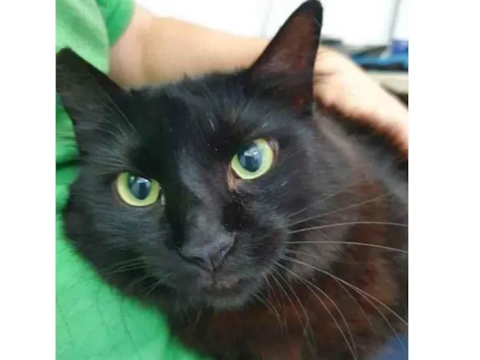 Gato raça Vira lata  idade 3 anos nome Anastacia 