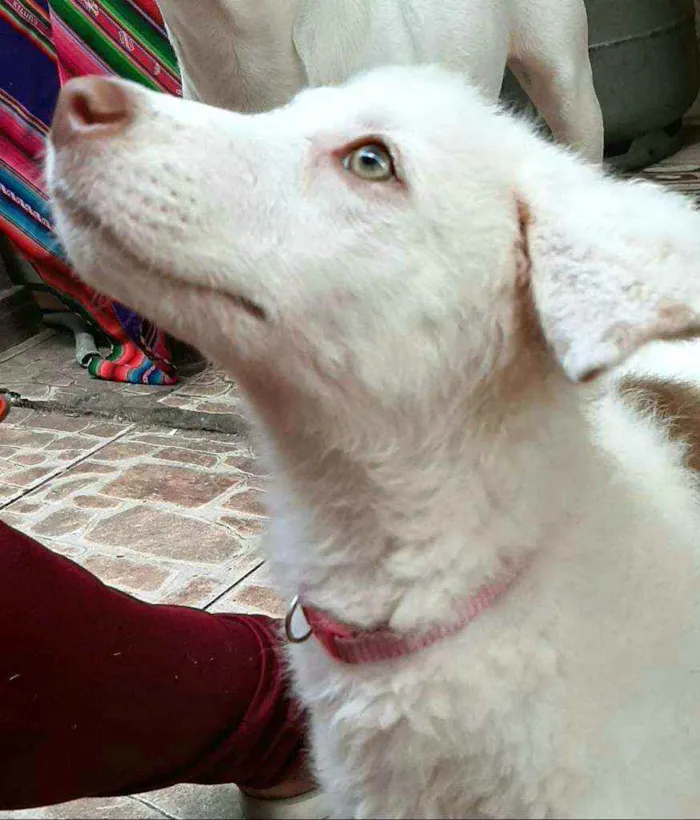 Cachorro raça  idade 2 a 6 meses nome Neve 