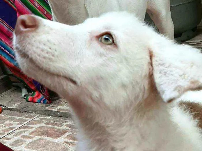 Cachorro raça  idade 2 a 6 meses nome Neve 