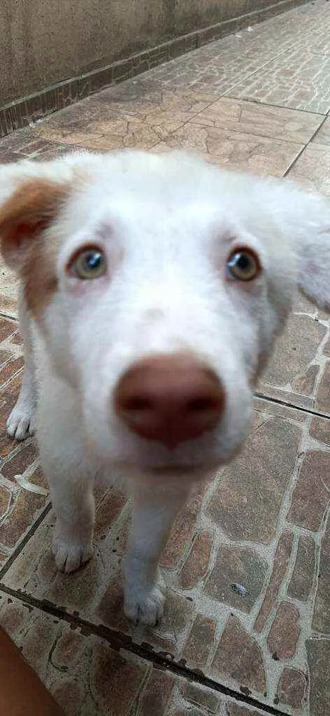 Cachorro raça  idade 2 a 6 meses nome Neve 