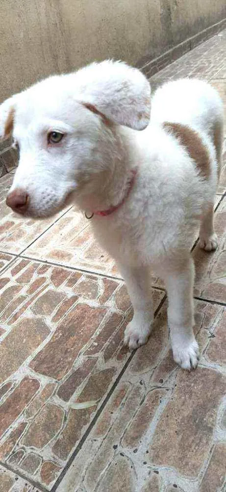 Cachorro raça  idade 2 a 6 meses nome Neve 