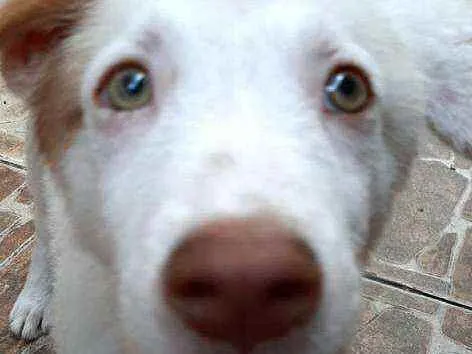 Cachorro raça  idade 2 a 6 meses nome Neve 