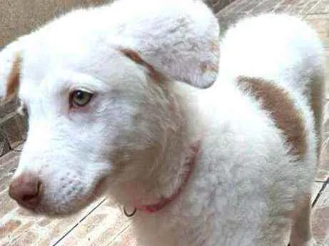 Cachorro raça  idade 2 a 6 meses nome Neve 