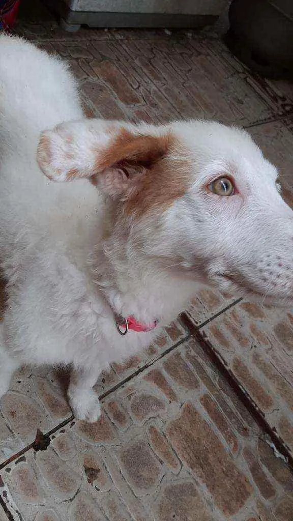 Cachorro raça  idade 2 a 6 meses nome Neve 