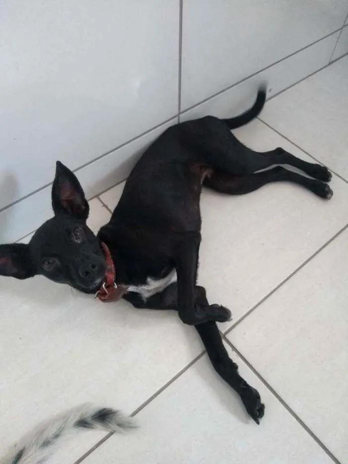 Cachorro raça Pincher misturado idade 1 ano nome Soldado