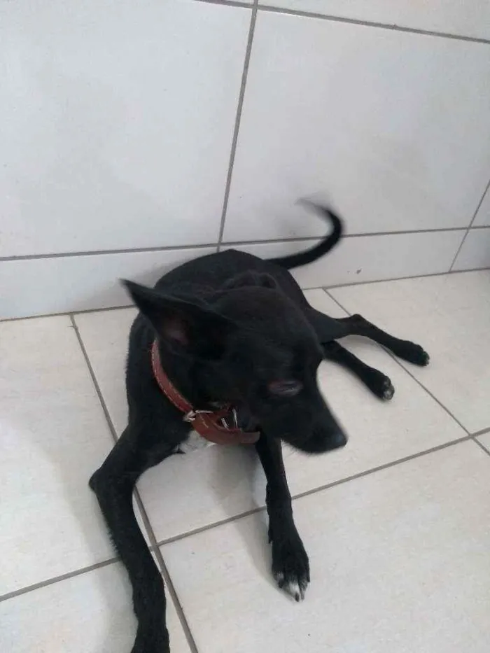 Cachorro raça Pincher misturado idade 1 ano nome Soldado