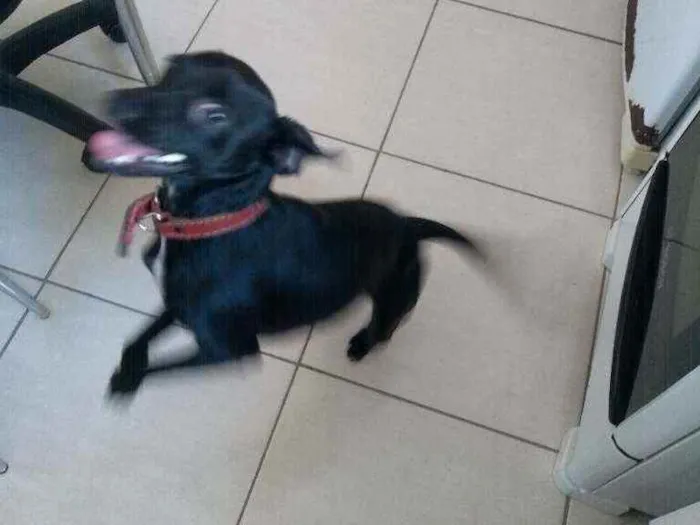 Cachorro raça Pincher misturado idade 1 ano nome Soldado
