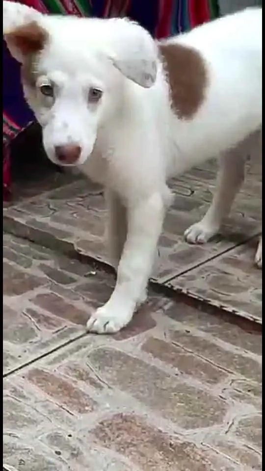 Cachorro raça  idade 2 a 6 meses nome Neve 