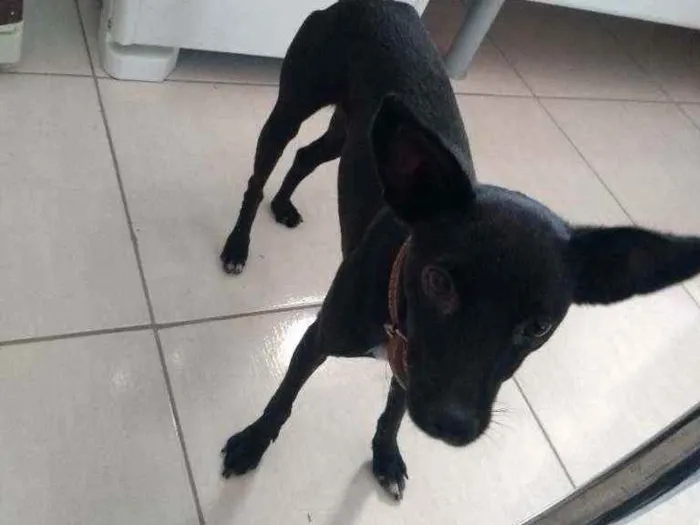 Cachorro raça Pincher misturado idade 1 ano nome Soldado