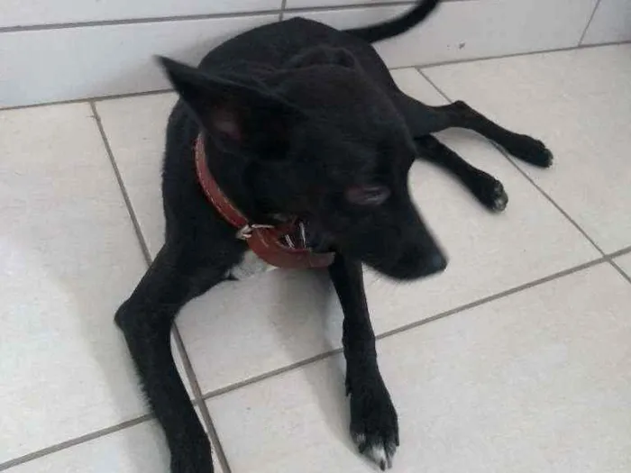 Cachorro raça Pincher misturado idade 1 ano nome Soldado