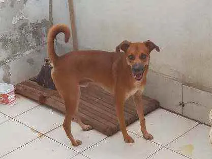 Cachorro ra a Misturado  idade 1 ano nome Luk