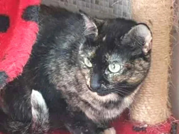 Gato raça Vira lata  idade 3 anos nome Zinha 