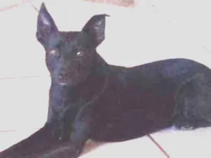 Cachorro raça Não importa idade 4 anos nome Joca
