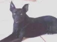 Cachorro raça Não importa idade 4 anos nome Joca