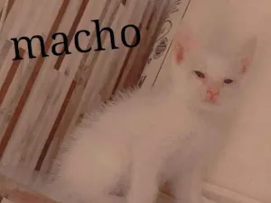 Gato raça Srd idade Abaixo de 2 meses nome Sem nome 