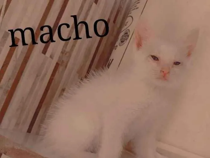 Gato raça Srd idade Abaixo de 2 meses nome Sem nome 