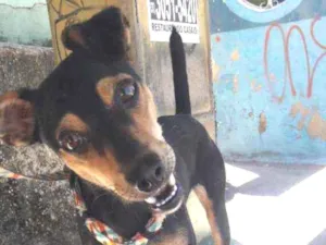 Cachorro raça Vira lata com  pinscher  idade 1 ano nome Nina