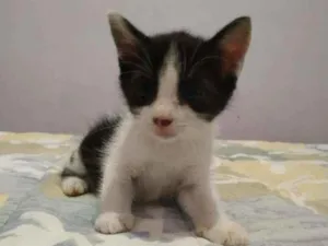 Gato raça SRD idade Abaixo de 2 meses nome Sem nome 