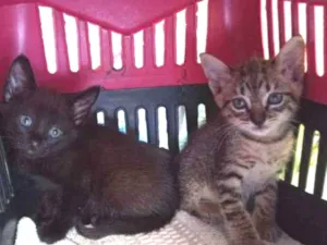 Gato raça SRD-ViraLata idade Abaixo de 2 meses nome Sem nome