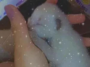 Gato raça SRD (Sem Raça Definida) idade Abaixo de 2 meses nome Sem nome