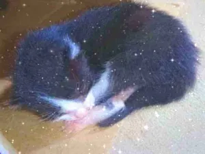 Gato raça SRD (Sem Raça Definida) idade Abaixo de 2 meses nome Sem nome