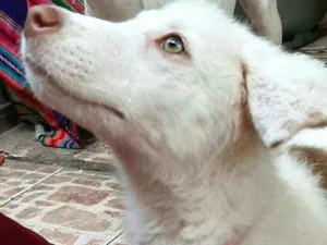 Cachorro raça  idade 2 a 6 meses nome Neve 