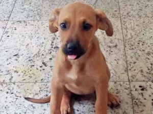 Cachorro raça SRD-ViraLata idade 2 a 6 meses nome LUCY