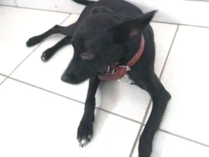 Cachorro raça Pincher misturado idade 1 ano nome Soldado