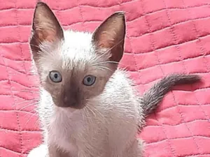 Gato raça  idade 2 a 6 meses nome Flor