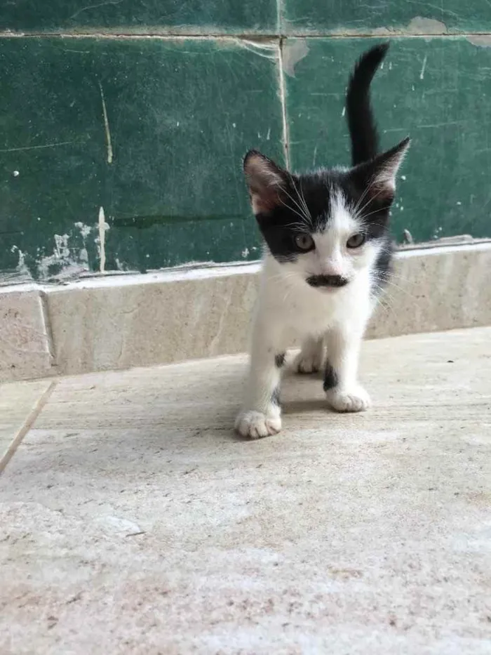 Gato ra a  idade 2 a 6 meses nome sem nome 