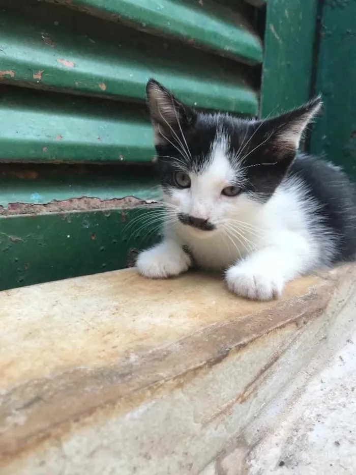 Gato ra a  idade 2 a 6 meses nome sem nome 