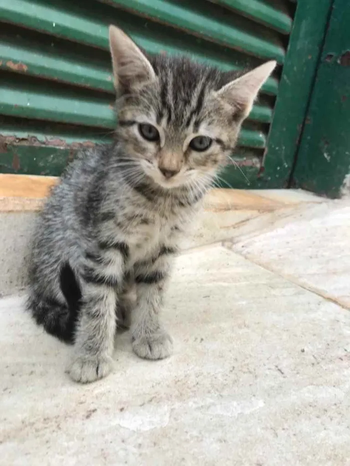 Gato ra a  idade 2 a 6 meses nome sem nome 