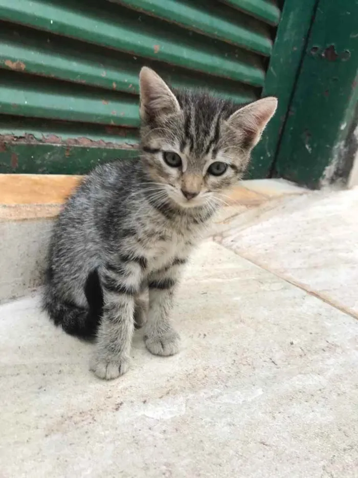 Gato ra a  idade 2 a 6 meses nome sem nome 