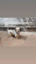 Pitucha