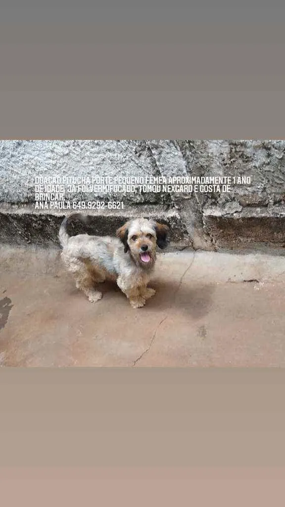 Cachorro ra a Vilarata idade  nome Pitucha