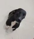 Pretinha