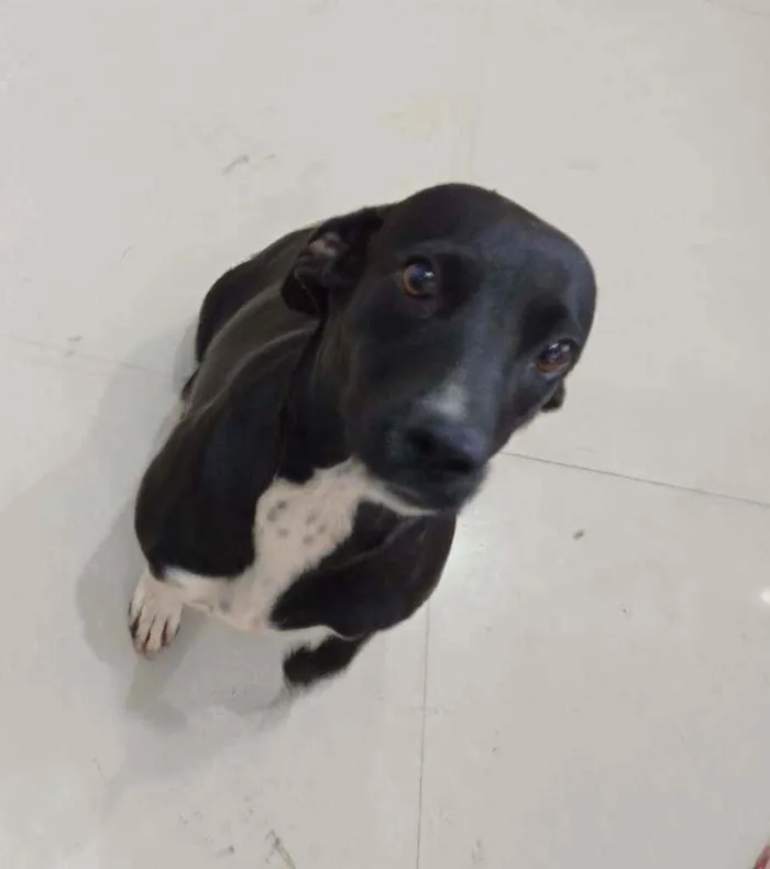 Cachorro raça Sem raça definida  idade 1 ano nome Pretinha