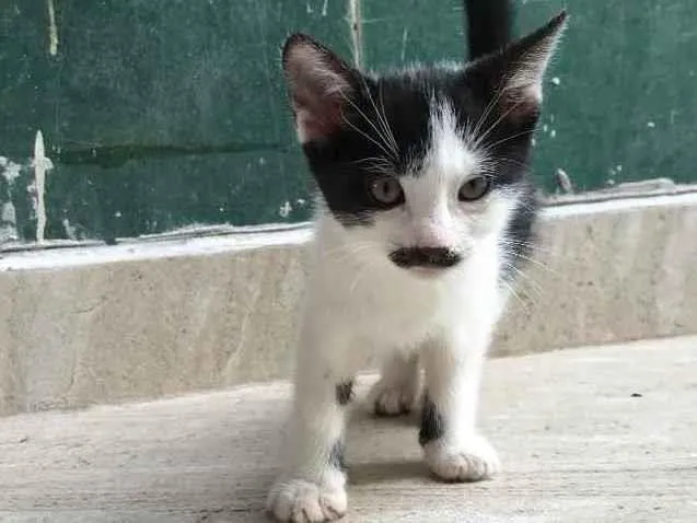 Gato ra a  idade 2 a 6 meses nome sem nome 