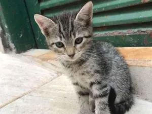 Gato raça  idade 2 a 6 meses nome sem nome 