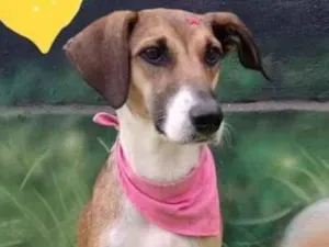 Cachorro raça SRD-ViraLata idade 1 ano nome Gabi