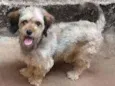 Pitucha