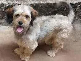 Cachorro ra a Vilarata idade  nome Pitucha