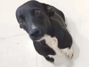 Cachorro raça Sem raça definida  idade 1 ano nome Pretinha