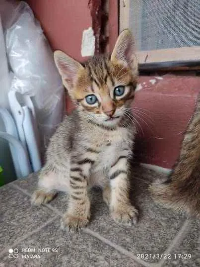 Gato ra a Srd idade Abaixo de 2 meses nome D’Artagnan